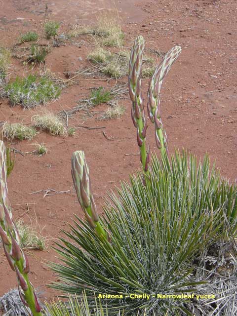 chinle - canyon de chelly - yucca narrowleaf
